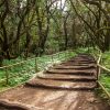 Jeep-Safari La Gomera – Bild 3
