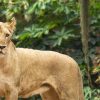 Loro Parque