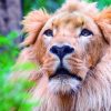 Loro Parque mit/ohne Transfer