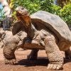 Loro Parque Diamond Tour – Bild 8