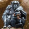 Loro Parque Diamond Tour – Bild 2
