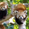 Loro Parque Diamond Tour – Bild 5