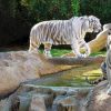Loro Parque Diamond Tour – Bild 6