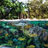 Loro Parque All Inclusive Tour – Bild 4
