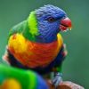 Loro Parque mit/ohne Transfer – Bild 3
