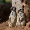 Loro Parque Diamond Tour – Bild 15