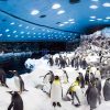 Loro Parque All Inclusive Tour