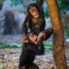 Loro Parque All Inclusive Tour – Bild 2
