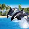 Loro Parque Diamond Tour – Bild 11
