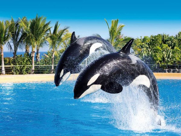 Loro Parque Diamond Tour – Bild 11
