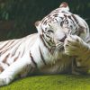 Loro Parque & Siam Park (Twin Ticket) – Bild 2