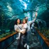 Loro Parque mit/ohne Transfer – Bild 2