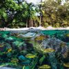 Loro Parque mit/ohne Transfer – Bild 6