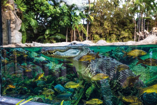 Loro Parque mit/ohne Transfer – Bild 6