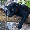 Loro Parque mit/ohne Transfer – Bild 7