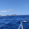 Mit der Motoryacht Neptuno zur Walbeobachtung – Bild 5