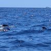 Mit der Motoryacht Neptuno zur Walbeobachtung – Bild 7