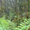 Der Regenwald – Bild 2