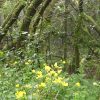 Der Regenwald
