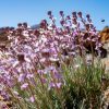 Wanderung "Teide Light" – Bild 2
