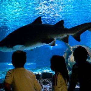 Antalya & Aquarium