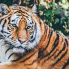 Tiger & Co. im Friguia Park – Bild 5