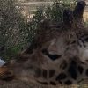 Tiger & Co. im Friguia Park – Bild 5