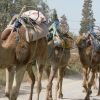 Spass im Doppelpack: Karawane & Quad – Bild 3