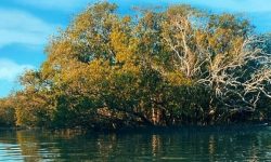 mangrove_tour_abu_dhabi_1_960x345
