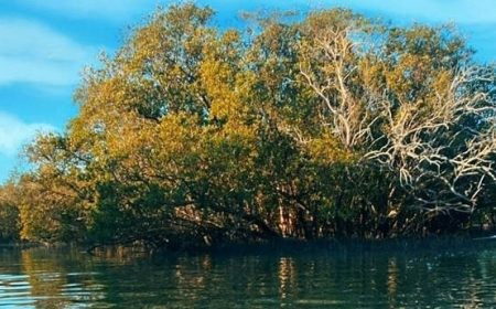 mangrove_tour_abu_dhabi_1_960x345