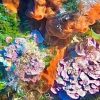Tauchen Cydive – Bild 9